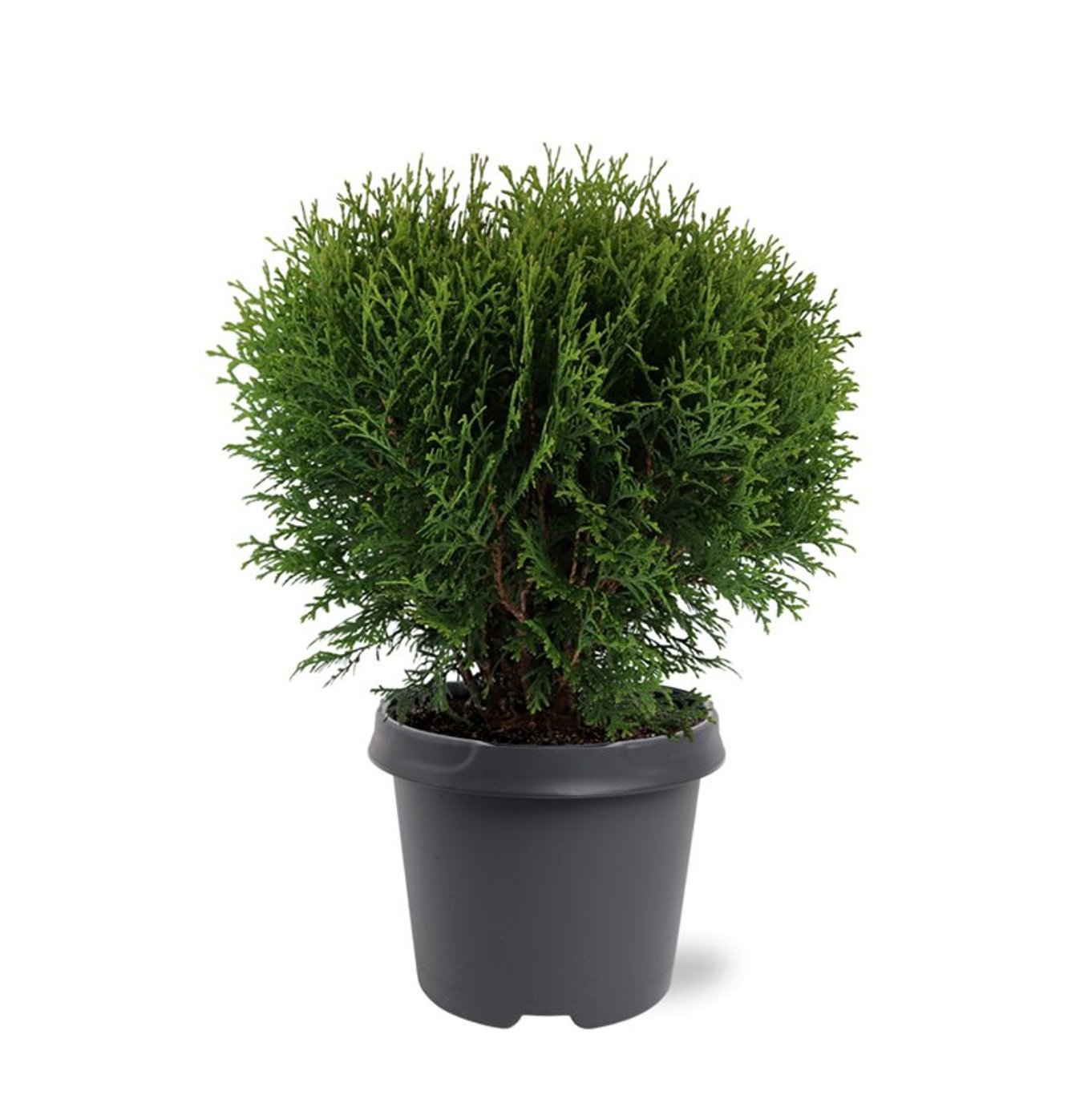 Thuja occ. 'Tiny Tim' - C5 30-40 CM